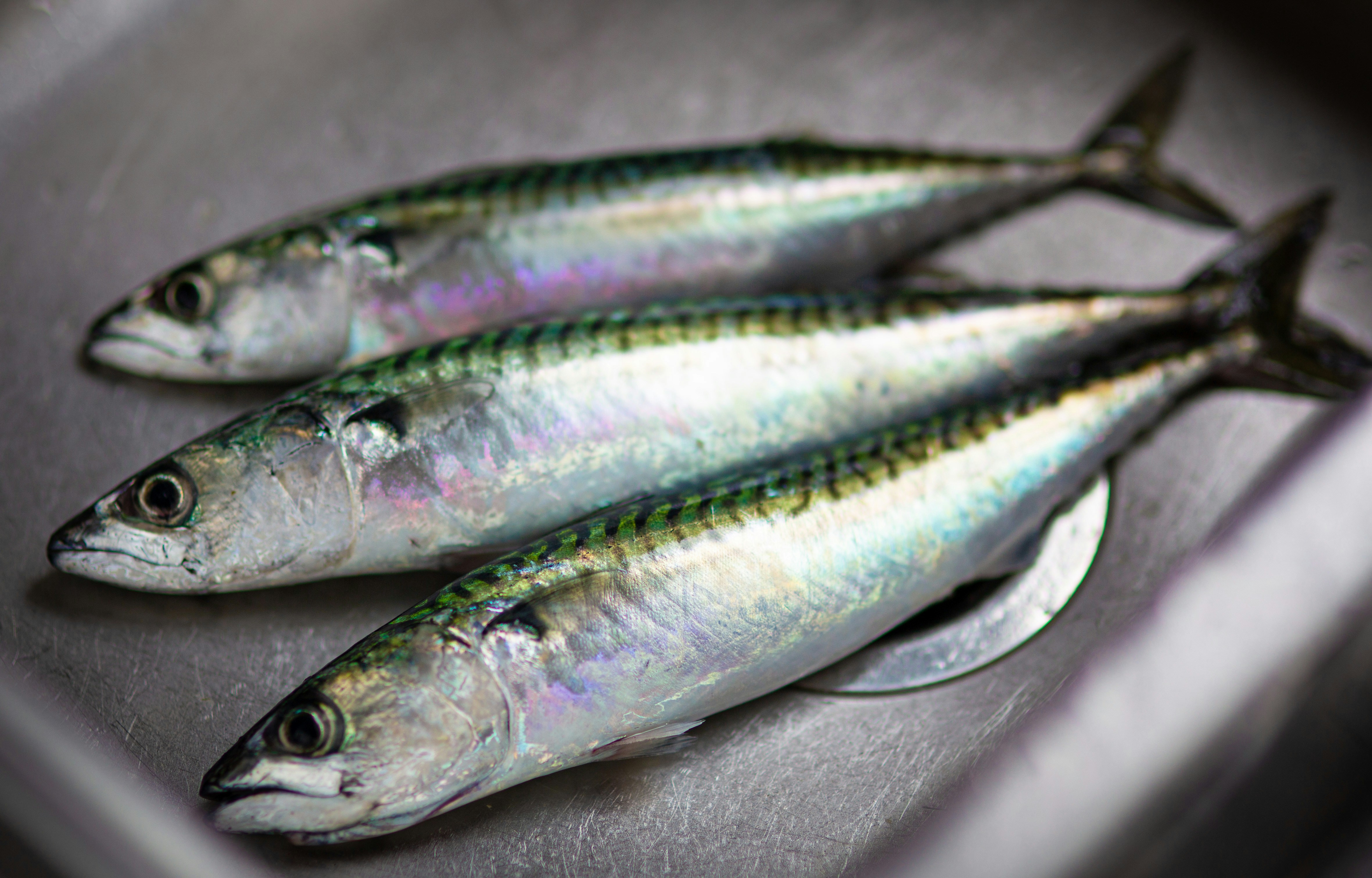 Exploring the Nutritional Benefits of Herring
